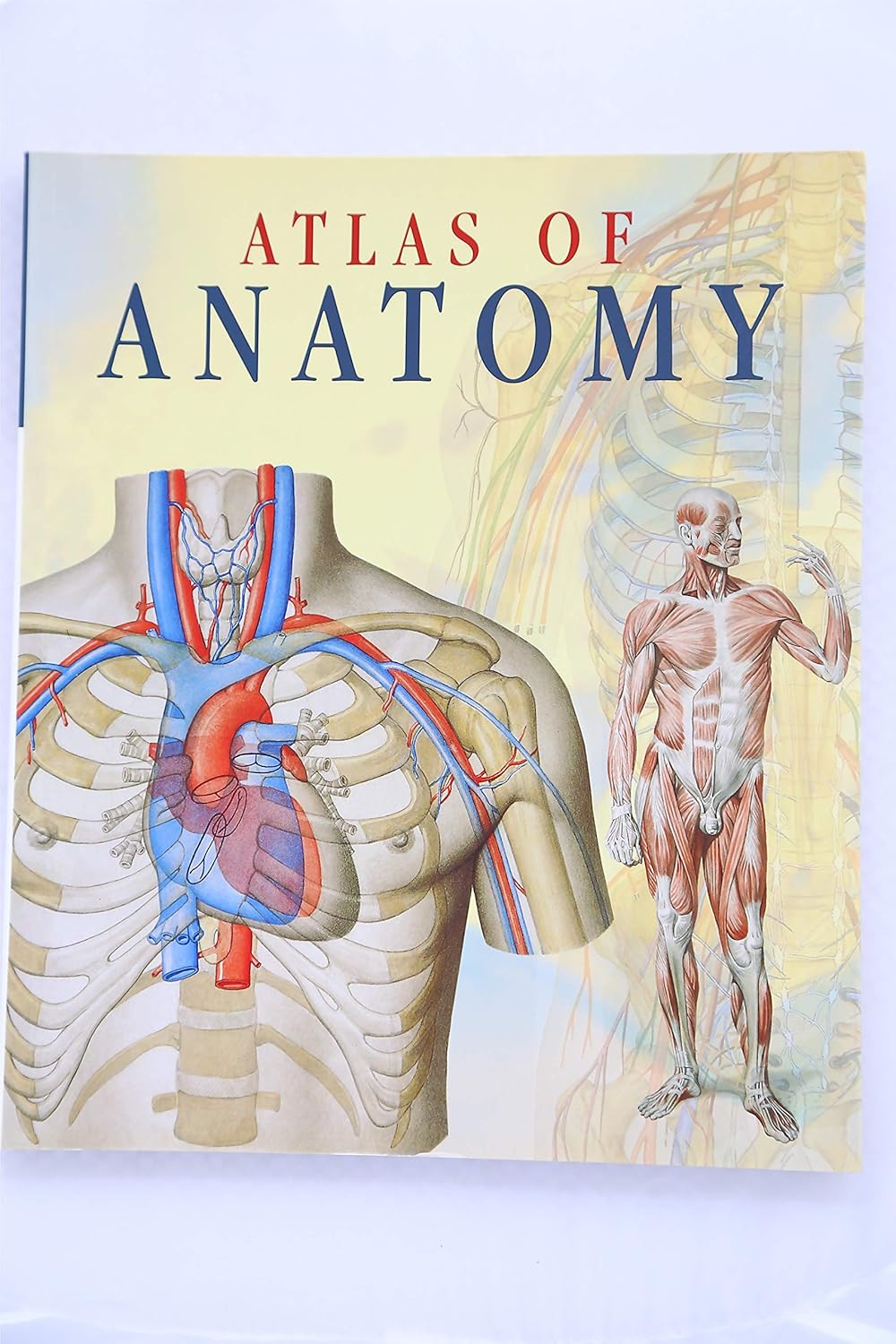 ATLAS OF ANATOMY 1ST/2002 - GIOVANNI IAZZETTI