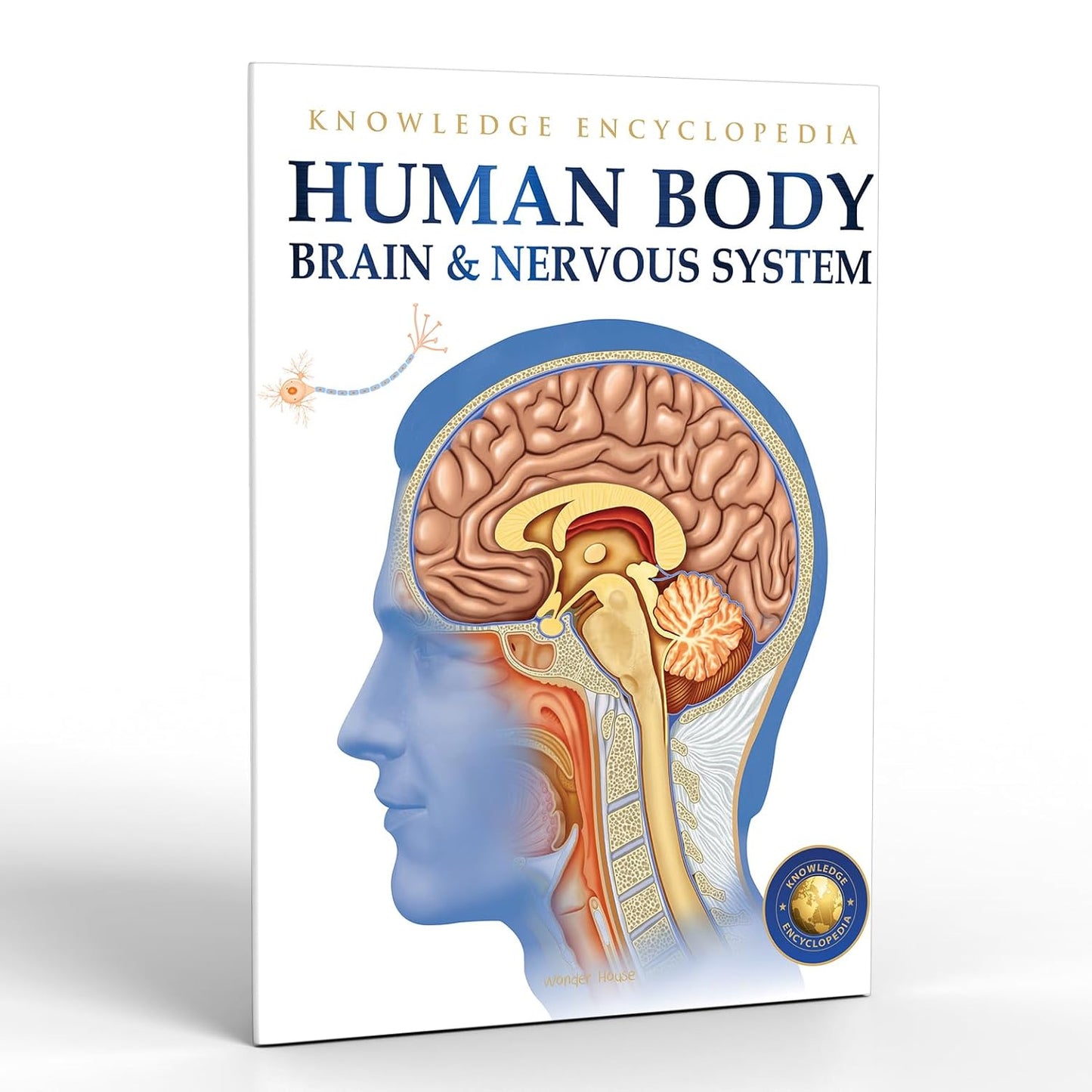 HUMAN BODY - BRAIN AND NERVOUS SYSTEM: KNOWLEDGE ENCYCLOPEDIA FOR CHILDREN -  BOOKS